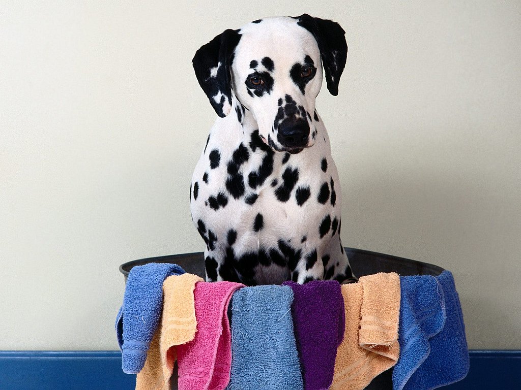 Need Spot Remover_